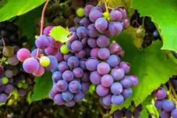 Grapes